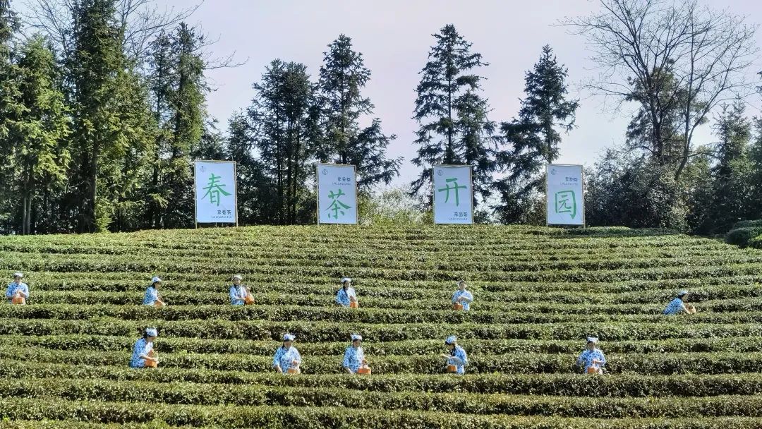 益阳茶叶产业发展_益阳农业结构调整_湖南益阳的特色农产品