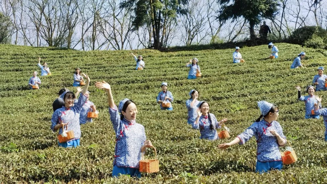 益阳茶叶产业发展_湖南益阳的特色农产品_益阳农业结构调整