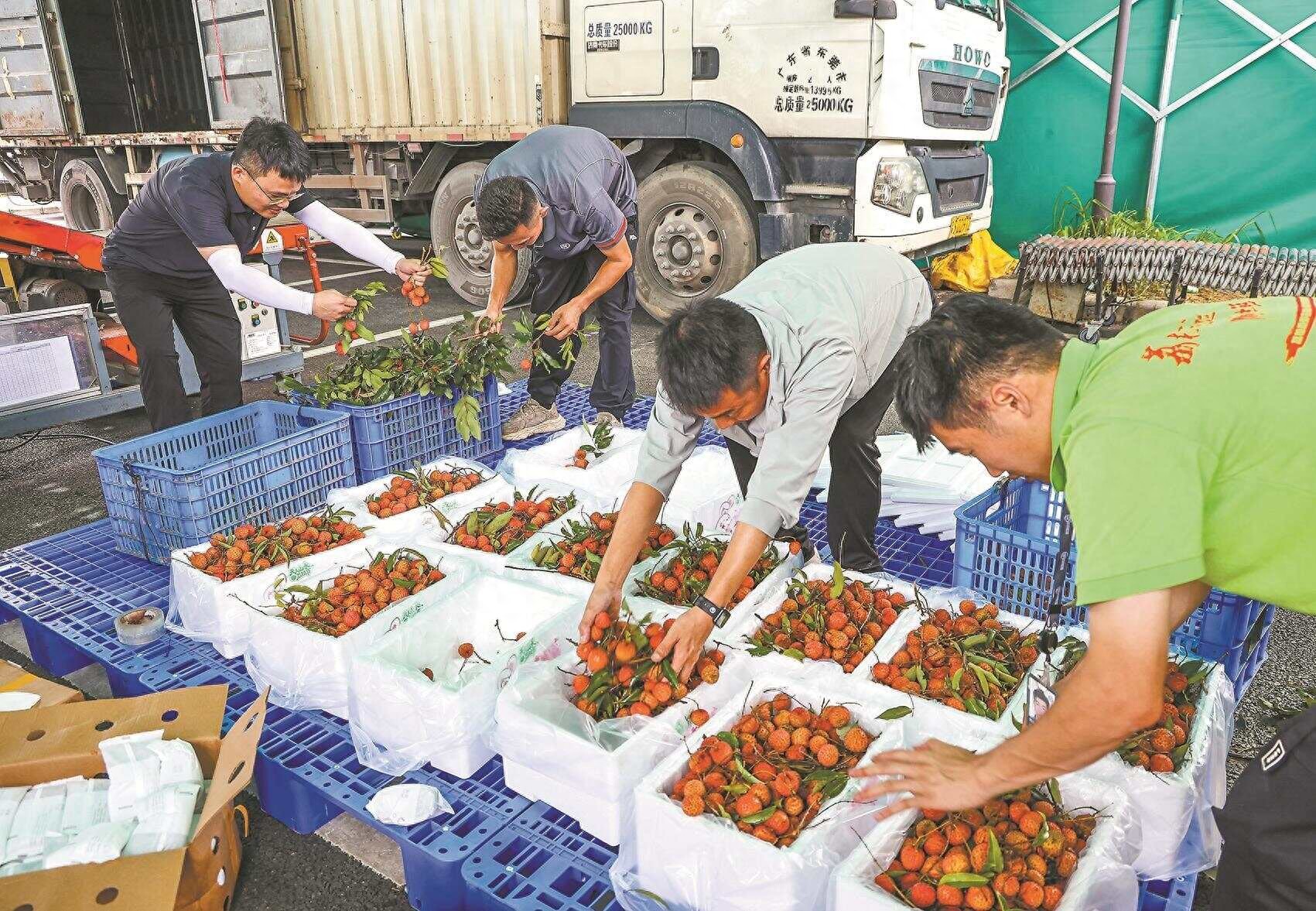 荔枝价格亲民但运费惊人，广东荔枝上新，外省消费者舍得买吗？