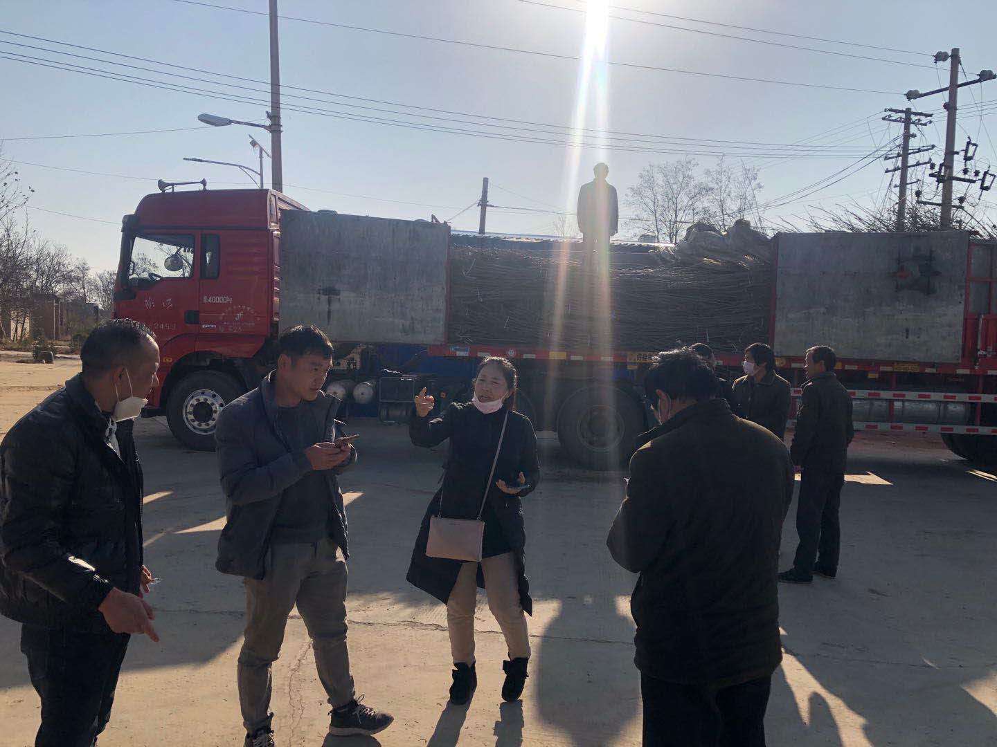 王庄镇樱桃产业发展_樱桃产业园区建设_杨凌特色农产品苗木樱桃