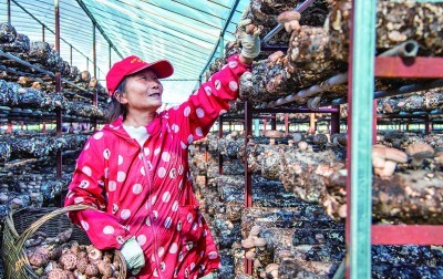 湖北省南漳县香菇种植_双坪村香菇产业振兴_湖北省襄樊市有哪些农产品?