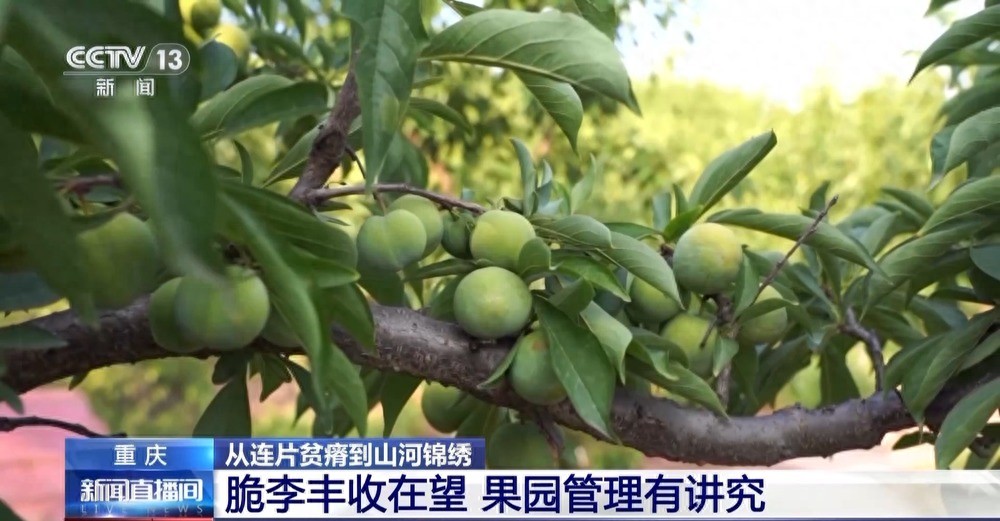 产业扶贫农产品卖难_重庆脆李产业链发展_巫山脆李种植管理技巧