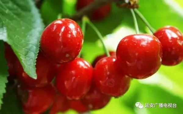 陕北大樱桃示范园_杨凌特色农产品苗木樱桃_宝塔区柳林镇金庄村大樱桃采摘