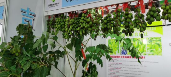 中国长春国际农业食品博览会 吉林供销特色农产品展销 _吉林省农产品电子商务成功案例_ 吉林预制菜产业推介会