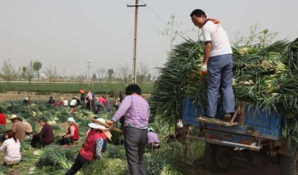 蔬菜批发凌晨交易原因_深圳布吉农产品中心批发市场_凌晨蔬菜批发市场