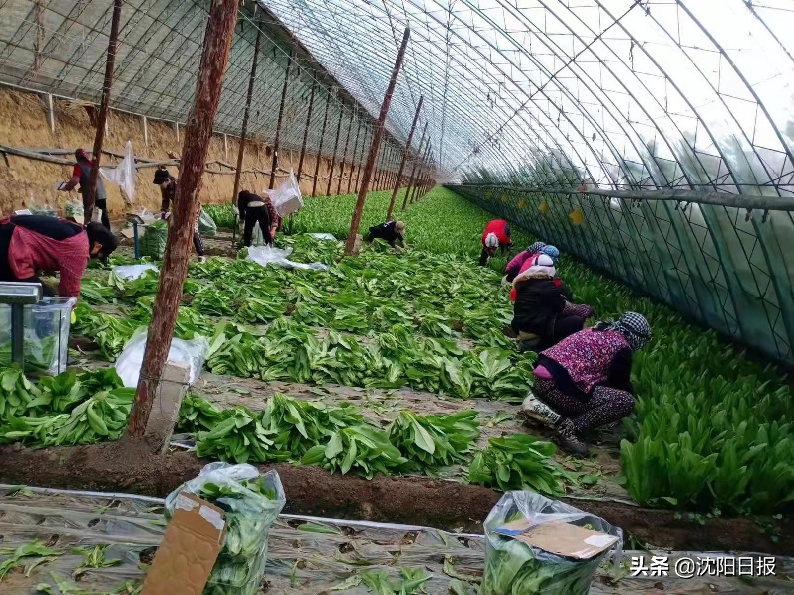 新民市大民屯镇蔬菜供应_沈阳蔬菜批发市场_沈阳农产品