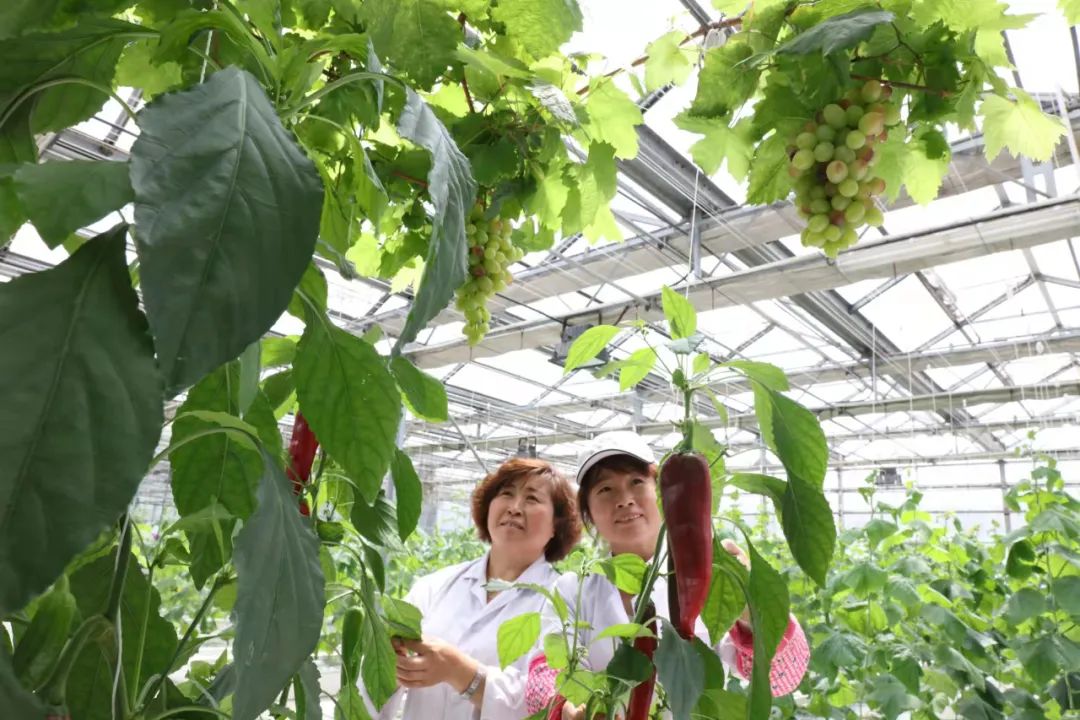 黑龙江乡村振兴一号文件解读_黑龙江农产品追溯平台_黑龙江粮食安全政策