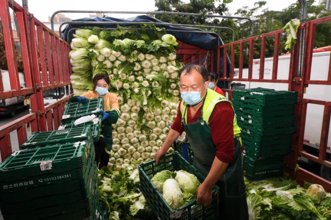 河南蔬菜滞销_河南农户蔬菜滞销解决方案_农产品 滞销 数据