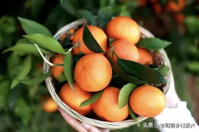 农产品网络营销模型_非标农产品连锁运营_柔性标准与价值认同