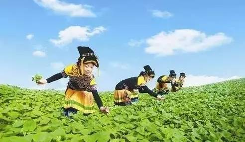 创意农业：现代农业中融合文化与技术实现三生目标的理念？