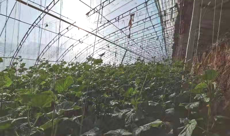 土环学院寒假社会实践调研_乡村振兴特色产品代言_家乡农产品调查问卷
