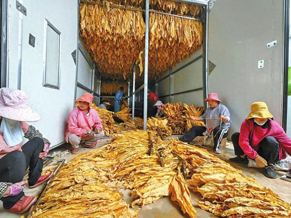 农产品:药材烤房设备烧煤_江川区烤烟产业升级_电能烤房烟叶烘烤技术