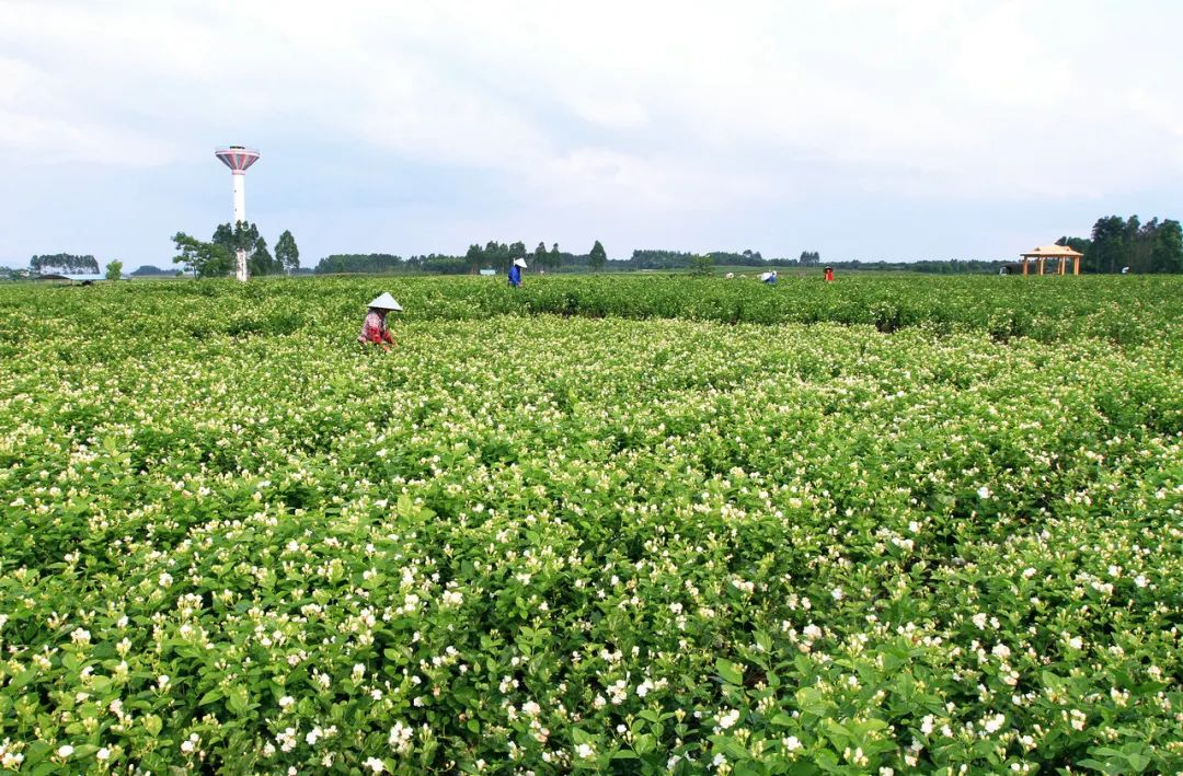 南宁香蕉种植_广西沃柑种植面积_南宁 农产品知名品牌
