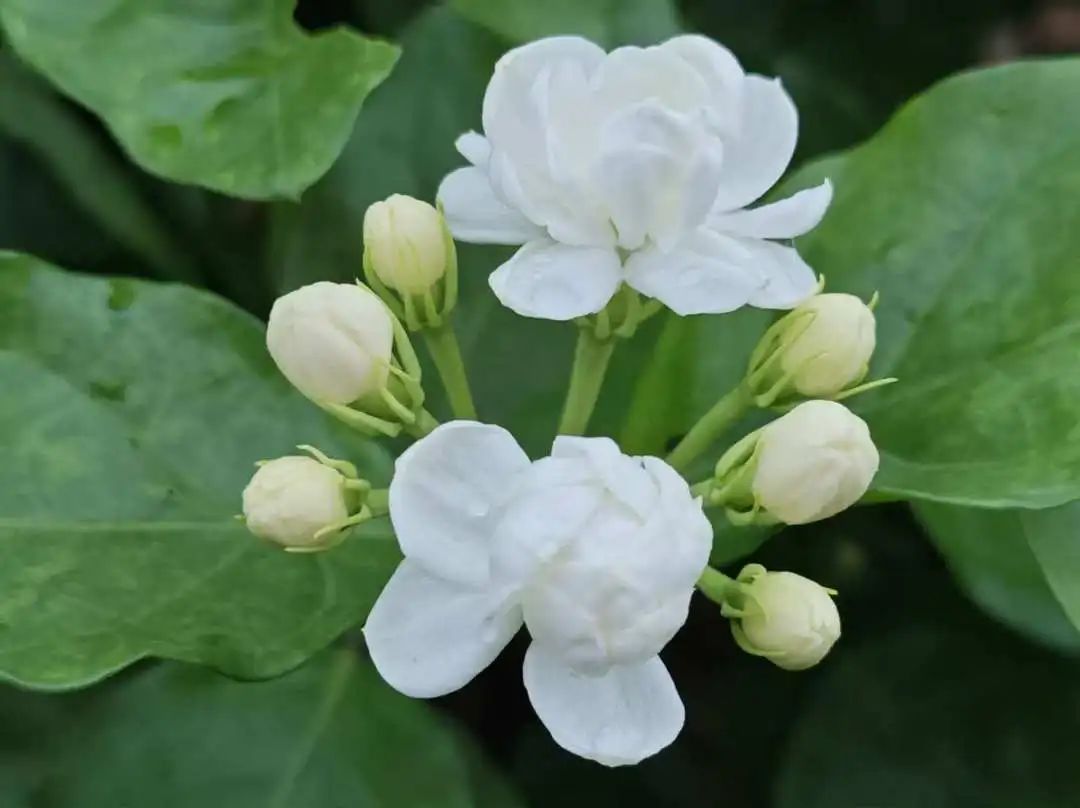 南宁香蕉种植_广西沃柑种植面积_南宁 农产品知名品牌
