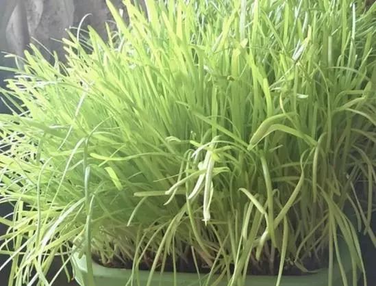 农产品品种目录_邯郸名特优新农产品_河北粮油类名特优新农产品