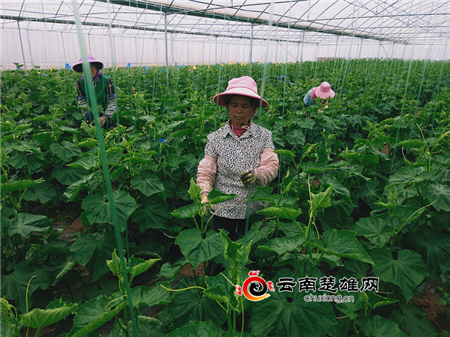 云南自然之星：严格执行标准，保障有机菜品质量与销路