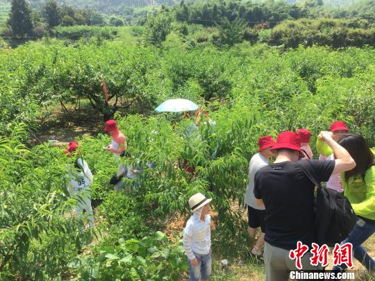 浙江农产品 价格_奉化水蜜桃保鲜技术_奉化水蜜桃出口香港