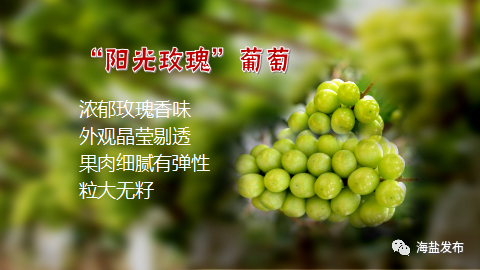 农产品地理标志 查询_海盐葡萄产业化发展_海盐葡萄地理标志