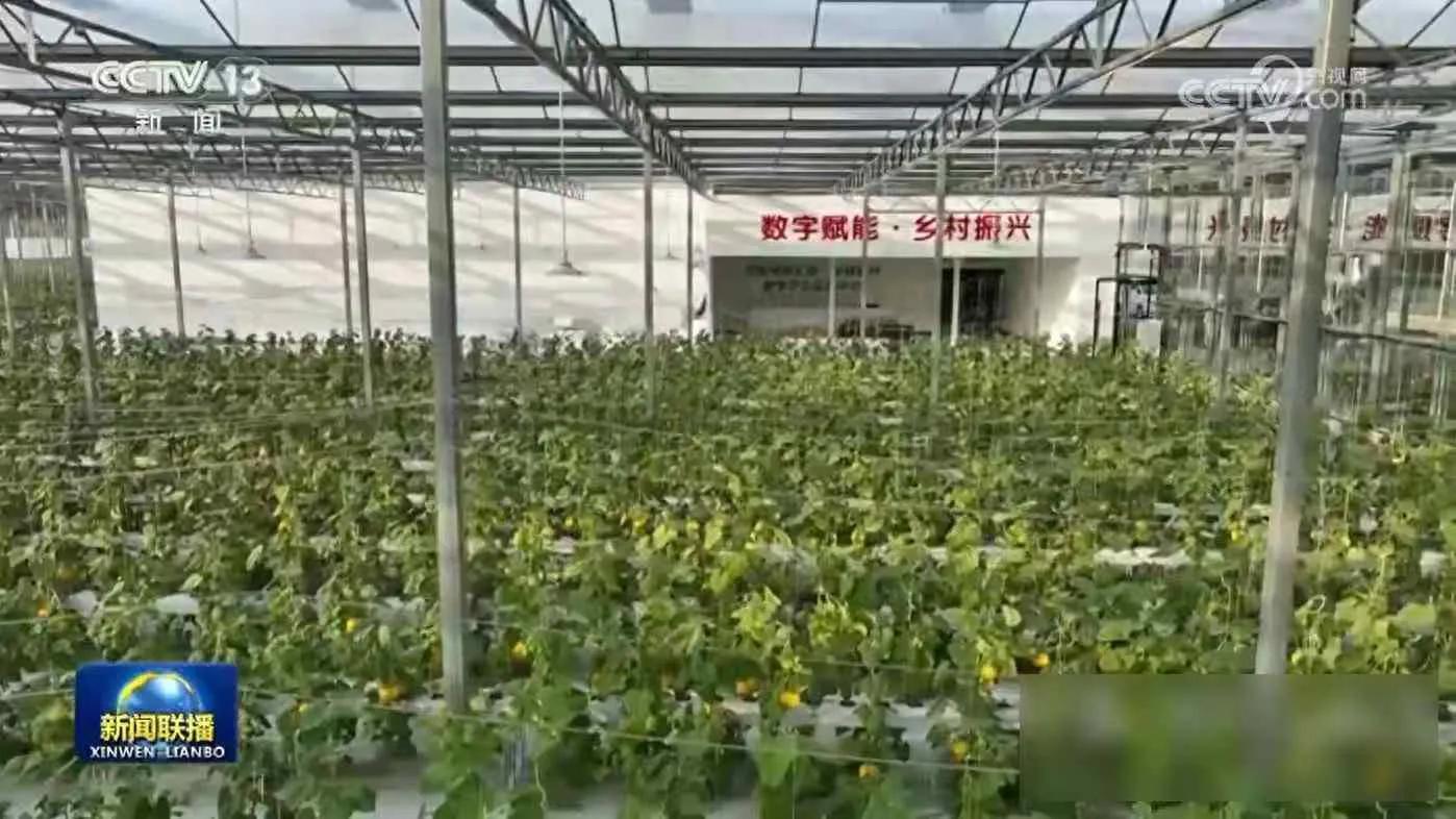 网上销售农产品_数字乡村_直播带货