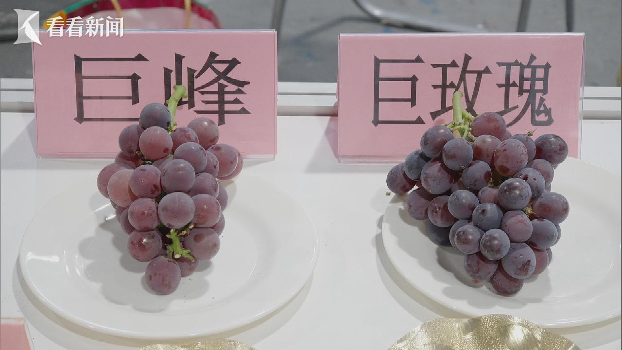 2025上海优质农产品盛夏展 革命老区特色产品 推广活动_安徽省农产品展销会