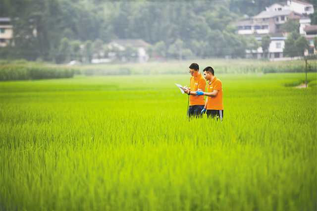 重庆富硒米种植_硒谷功能农产品_重庆土地质量地质调查扶贫