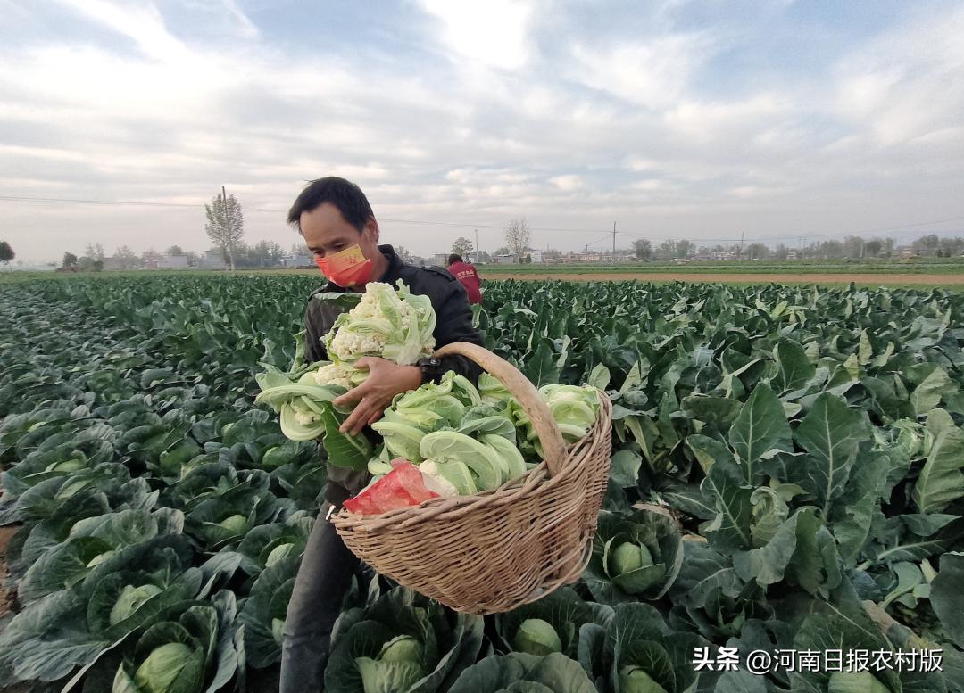 疫情期间蔬菜运输受阻_蔬菜销售困难原因分析_农产品信息不对称