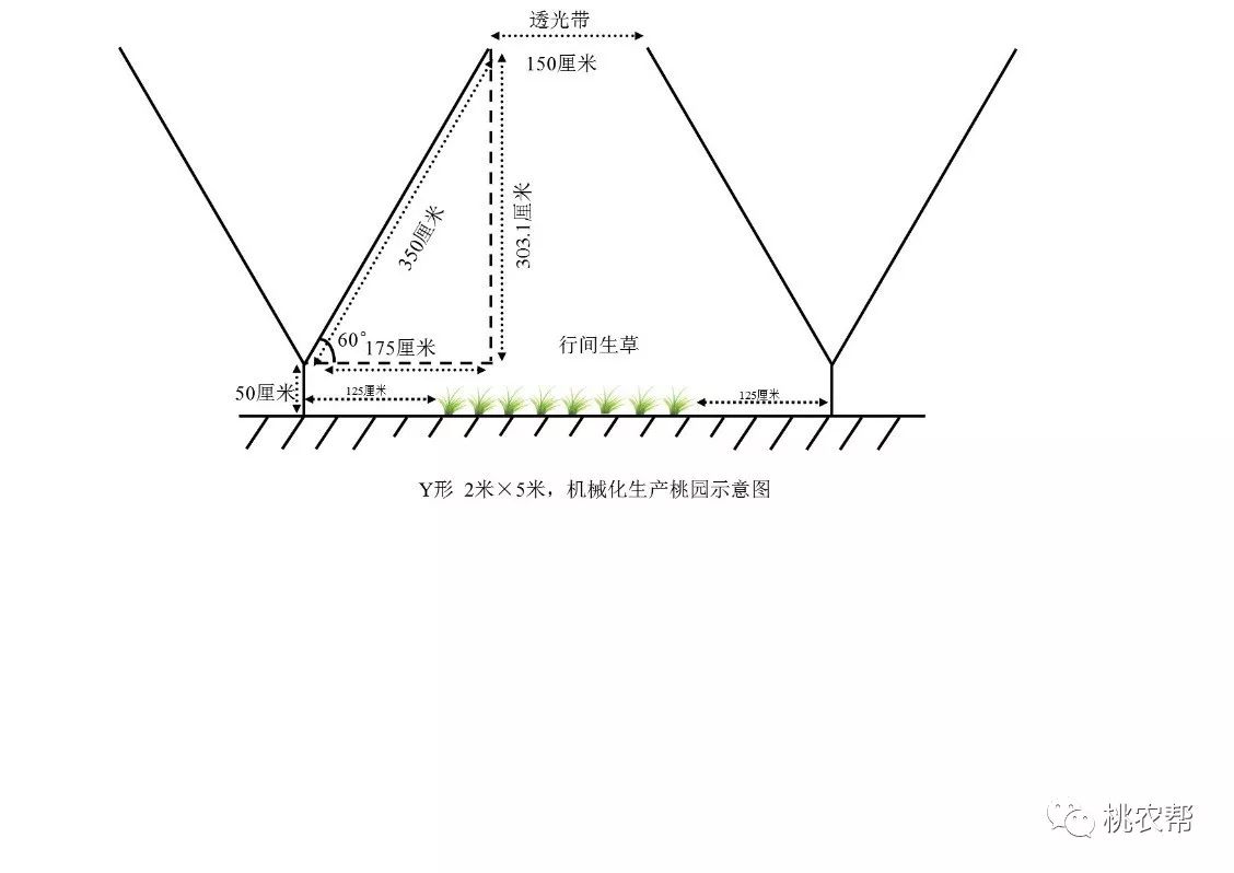 桃产业现状分析_中国农产品质量效益_桃品质提升策略