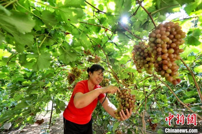 田间地头农产品_中国农民丰收节山东活动_山东各地丰收景象