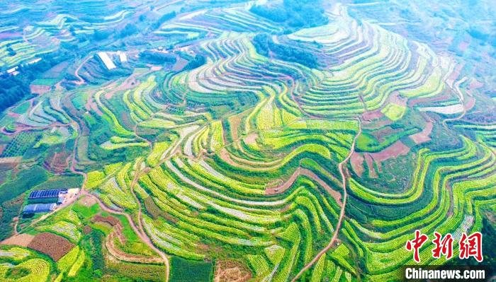 田间地头农产品_山东各地丰收景象_中国农民丰收节山东活动