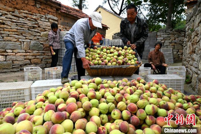 山东各地丰收景象_田间地头农产品_中国农民丰收节山东活动