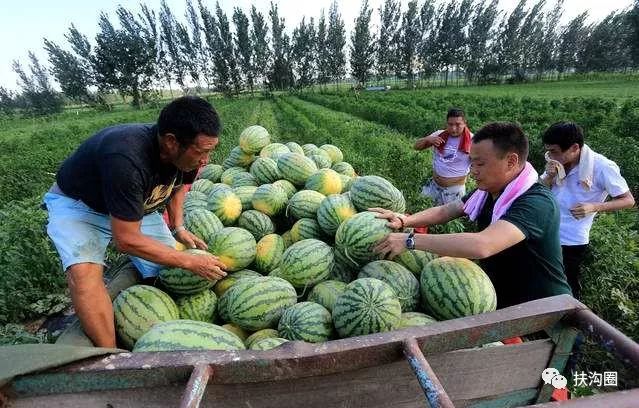 农产品地理标志查询_扶沟县特产西瓜_扶沟西瓜