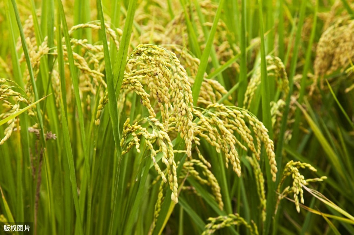 新时期人们重视食品安全，绿色无公害水稻栽培技术分析