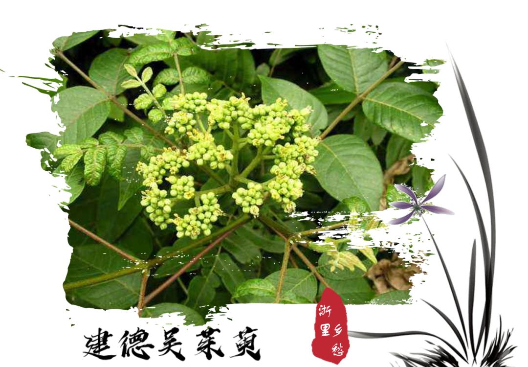安吉竹林鸡地理标志_浙江农产品地理标志_农产品 地理标志