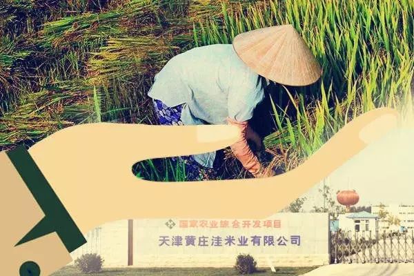 农产品可追溯体系_黄庄洼米业_农产品追溯体系ppt