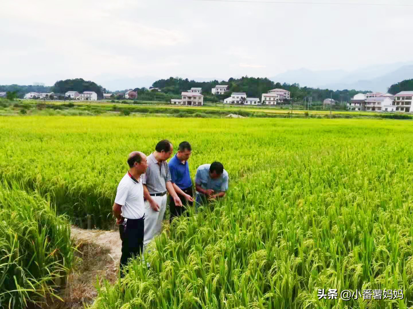 鳌江生态农庄_旷树红回乡创业_高端原生态农产品