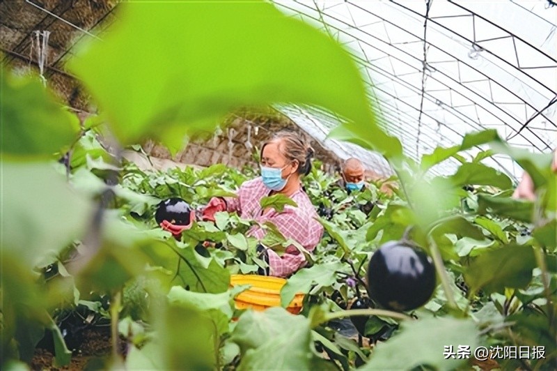沈阳赶集网农产品_苏家屯区蔬菜生产保障_沈阳设施蔬菜产业