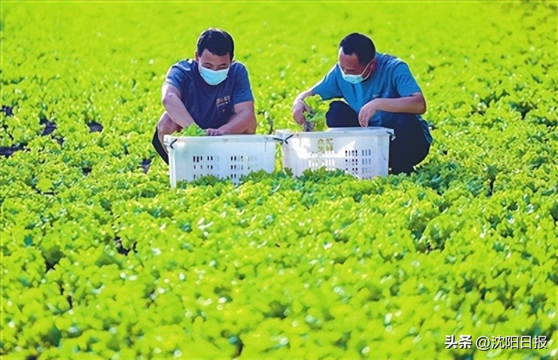 沈阳设施蔬菜产业_沈阳赶集网农产品_苏家屯区蔬菜生产保障