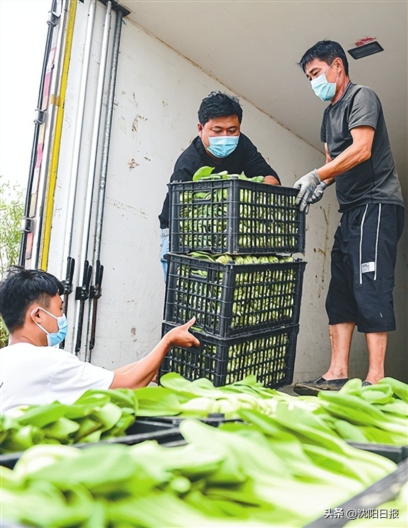 沈阳设施蔬菜产业_苏家屯区蔬菜生产保障_沈阳赶集网农产品