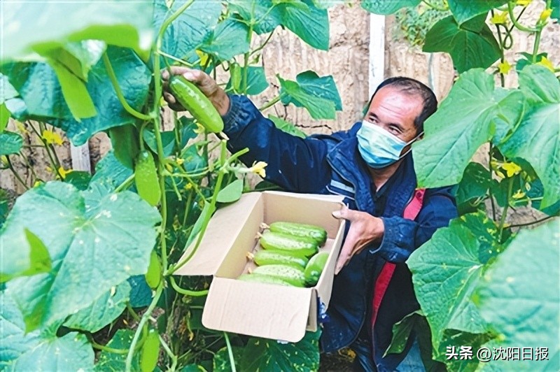 沈阳设施蔬菜产业_沈阳赶集网农产品_苏家屯区蔬菜生产保障