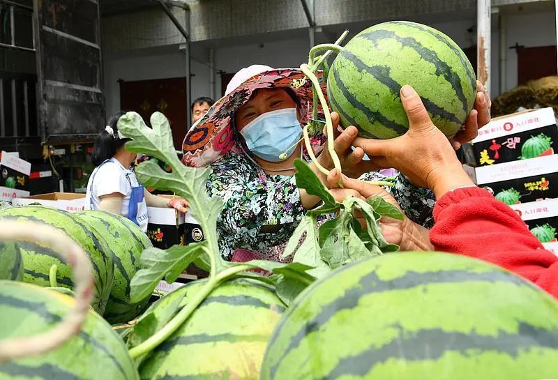 农产品经纪人赚钱吗_验瓜师如何挑选优质西瓜_西瓜验瓜师市场需求