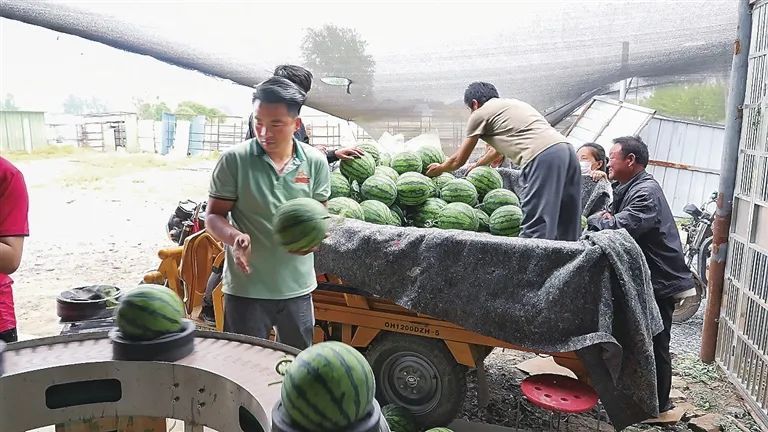 农产品经纪人赚钱吗_西瓜验瓜师市场需求_验瓜师如何挑选优质西瓜