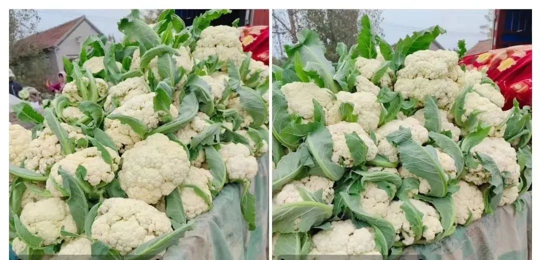 农产品经纪人赚钱吗_蔬菜产销一体化_山东蔬菜种植销售