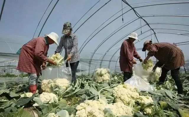 山东蔬菜种植销售_蔬菜产销一体化_农产品经纪人赚钱吗