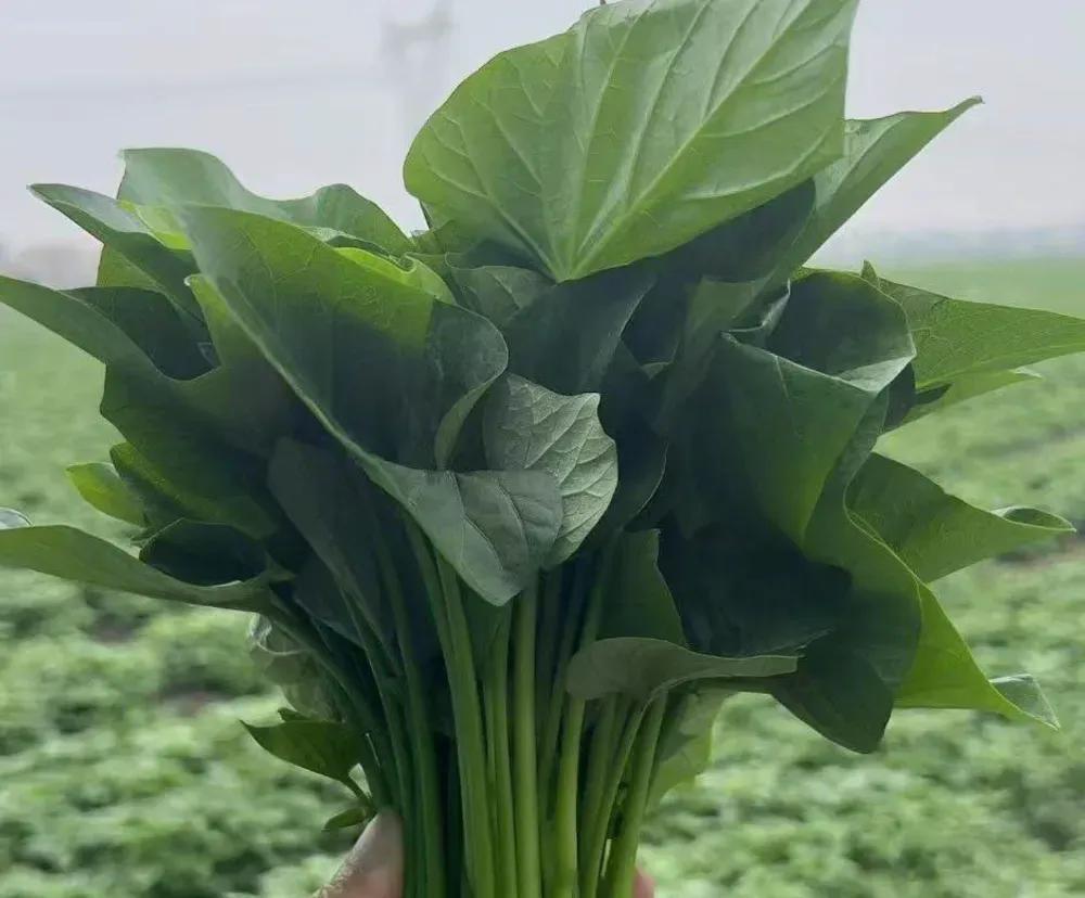 红薯叶种植利润_全国农产品成本收益资料汇编_红薯叶市场价格行情