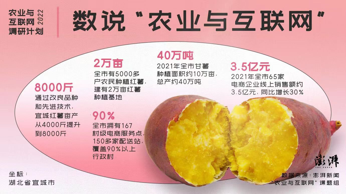 宜城红薯产业发展_广东农产品红薯交易网_电商助力乡村振兴共同富裕