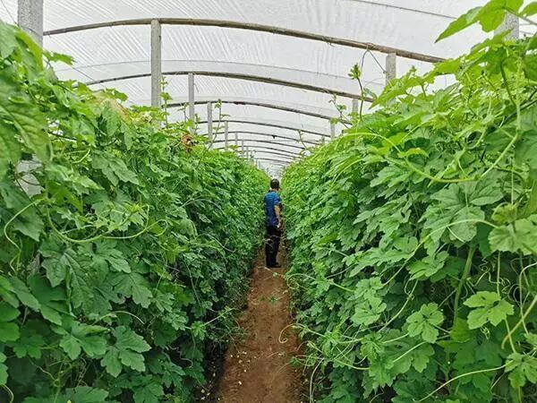 寿光蔬菜产业冬暖大棚 全国蔬菜集散中心信息交流中心 价格形成中心 物流配送中心_寿光农产品物流园被卖