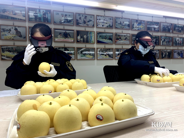 石家庄海关一带一路班列_河北鲜梨出口东南亚_河北省农产品出口额