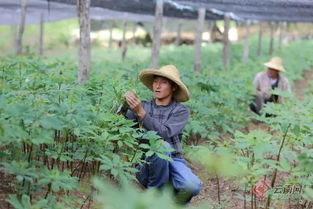 《茯苓种植新篇章：揭秘农村药材种植的绿色革命》