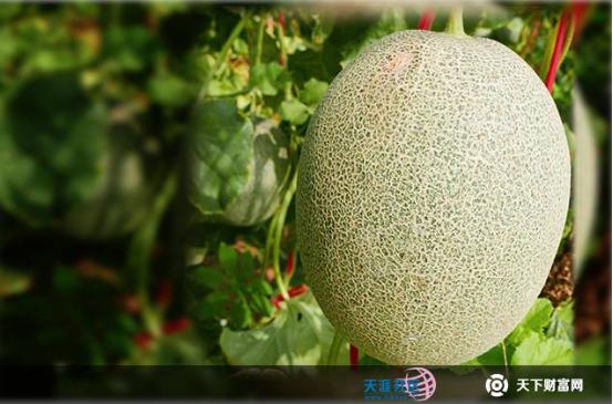 互联网农业众筹平台_淘宝众筹 农产品_天下财富网农投汇