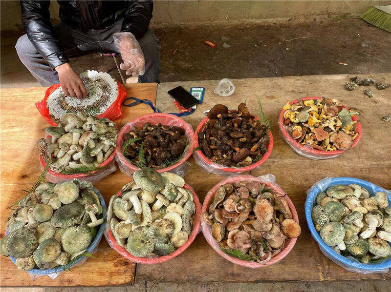S101省道阿子营段交通改善_昆明农产品销售渠道_阿子营野生菌交易市场